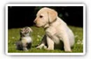 Cats and Dogs desktop wallpapers