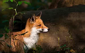 Foxes wide wallpapers and HD wallpapers