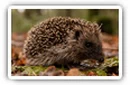 Hedgehogs desktop wallpapers