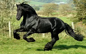 Horse wide wallpapers and HD wallpapers