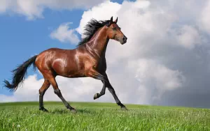 Horse wide wallpapers and HD wallpapers