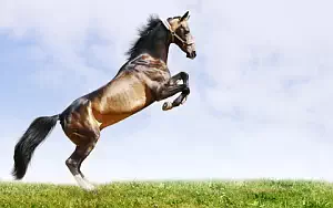 Horse wide wallpapers and HD wallpapers