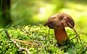 Mushrooms wide wallpapers and HD wallpapers