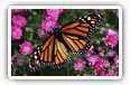 Butterfly desktop wallpapers
