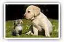 Cats and Dogs Wide wallpapers 1280x800 1440x900 1680x1050 1920x1200 and wallpapers HD 1920x1080 1600x900 1366x768