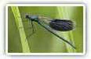 Dragonfly desktop wallpapers